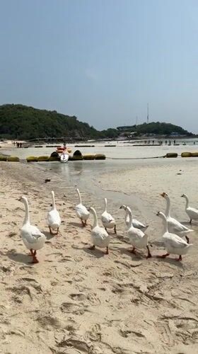 White geese flock spotted on Pattaya beach Thursday morning