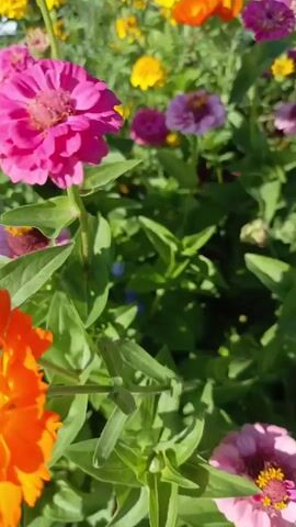 The video shows a close-up, shaky view of a garden filled with blooming flowers. The flowers are a variety of colors, including pink, orange, red, and purple. The camera pans across the garden, focusing on different blossoms. The lighting suggests it is daytime, with sunlight illuminating the scene. There are no people or animals visible in the video.