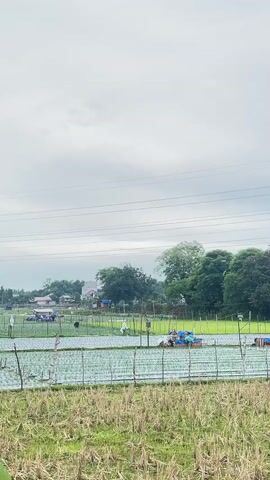 The video displays an outdoor scene of agricultural fields under a cloudy sky. In the foreground, there is dry, cut grass. Beyond this, a field of young green crops, possibly rice or vegetables, is visible, covered in white plastic sheeting in some areas. Several rows of wooden stakes with wire fencing run across the field. In the mid-ground, a cluster of small farm structures, including sheds and covered areas, are present. Various people are engaged in agricultural work, with some individuals tending to the crops and others operating small machinery or carts. The background features a line of trees and houses, suggesting a rural village setting. Power lines are suspended across the top of the frame. The overall impression is of a farming community engaged in cultivation.