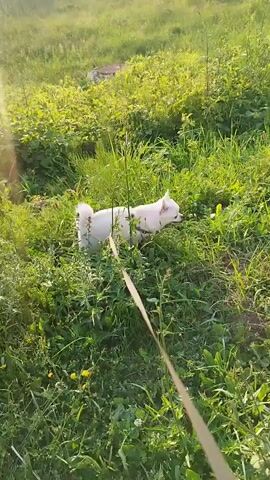 A white dog on a leash walks through tall green grass. The sun shines brightly, casting a glare across the scene. In the background, a lake is visible, with trees and buildings along its edge. The overall environment appears to be a park or natural area during the daytime.