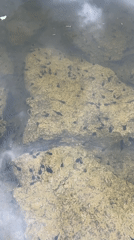 Nature walk captures tadpoles swimming in forest pond