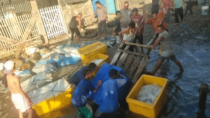 Early morning fishing operations and market activity in Lhokseumawe