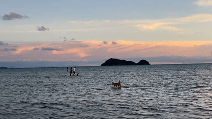 Koh Phangan beach sunset with shoreline activity and a cleanup crew