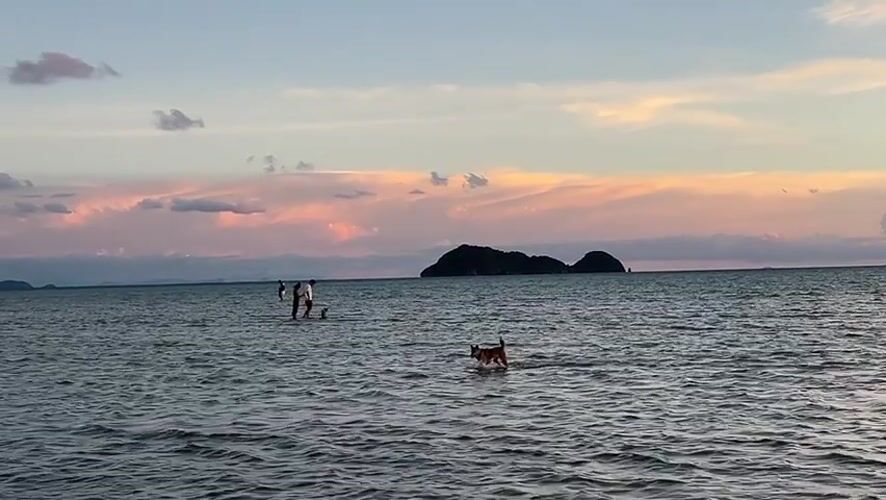 Koh Phangan beach sunset with shoreline activity and a cleanup crew