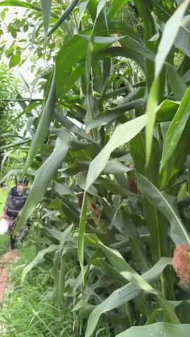 A person walks down a brick path through a cornfield. The corn stalks are tall and green. The sky is cloudy.