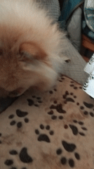 Pomeranian dog enjoys mealtime on patterned blanket in Apriltsi