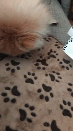 Pomeranian dog enjoys mealtime on patterned blanket in Apriltsi