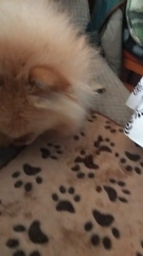 Pomeranian dog enjoys mealtime on patterned blanket in Apriltsi
