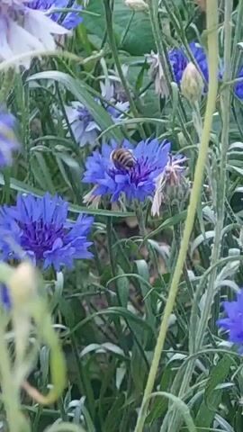 The video shows a close-up view of blue cornflowers in a garden. A bee is actively collecting nectar from one of the cornflowers, its body covered in pollen. The bee is positioned in the center of the flower, its fuzzy body contrasting with the delicate blue petals. The background is filled with more cornflowers and green foliage, creating a natural and vibrant scene. The lighting suggests it is daytime, likely outdoors.