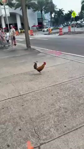 The video shows a rooster strutting on a sidewalk next to a street that appears to be under construction in a city with high-rise buildings and palm trees. The rooster is brown with a red comb and a dark tail. There are orange traffic cones along the street, and a family is waiting to cross the street at a crosswalk. The sky is partly cloudy.