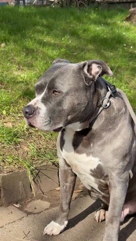 The video shows a close-up of a grey and white American Bully dog sitting on a paved surface next to a patch of green grass. The dog is wearing a grey collar and leash. The dog is looking to the left of the frame. In the background, there's a fence and some greenery. The lighting suggests it's a sunny day.