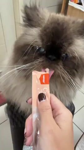 A person is feeding a fluffy, long-haired cat a cat treat from a small, sealed packet. The packet, labeled "Wanpy", is held in the person's left hand. The cat, seated in a dark gray pet carrier, is licking the treat directly from the opened top of the packet. The person has dark nail polish on their nails. The setting appears to be an indoor kitchen or dining area, evident from the tiled floor and partial view of furniture and a cabinet in the background. The cat has dark fur on its face, ears, and back with lighter fur around its neck and chest and white whiskers.