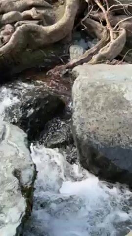 The camera pans from a close-up of grey rocks and rushing water to a wider view of a stream. The stream is surrounded by rocks and dead leaves and branches. The water is clear and the stream is shallow. There are trees in the background without leaves. The day is sunny.