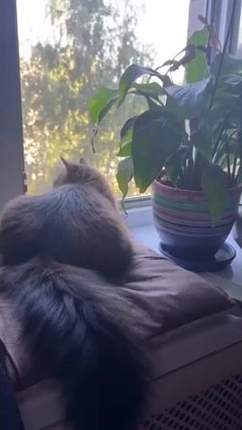 A medium shot shows a fluffy cat sitting on a cushion on a windowsill, facing away from the camera and looking out a window. The cat's long, bushy tail is visible in the foreground, curled around its body. To the right of the cat, a potted plant with large green leaves sits on the windowsill. Sunlight filters through the trees visible outside the window, casting a warm glow on the scene. The windowsill appears to be made of white material, and a textured radiator is visible below it. The overall impression is one of a calm and peaceful domestic setting.