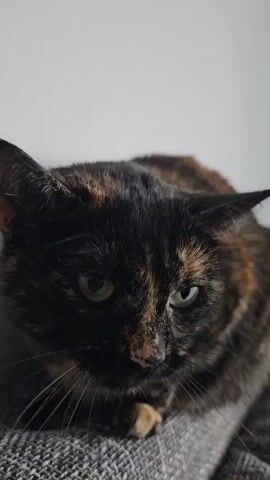 A close-up shot captures a tortoiseshell cat's face as a hand gently strokes its head. The cat has striking green eyes and a distinctive mottled coat of black, brown, and orange. Its whiskers are long and prominent, fanning out from its nose. The cat appears relaxed, with its eyes partially closed and its ears slightly forward, indicating a calm and content state. The hand, with painted fingernails, is visible at the top of the frame, its fingers delicately interacting with the cat's fur.

The background is out of focus, suggesting a shallow depth of field that keeps the cat as the primary subject. The lighting is soft, hinting at an indoor setting, possibly a home. The overall mood is peaceful and affectionate, highlighting the bond between the person and the animal. The detail of the cat's fur, showing the intricate patterns of its coat, is particularly striking. The image evokes a sense of warmth and comfort. There is no visible text in the media file.