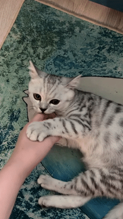 Playful silver tabby kitten, up close in Izhevsk