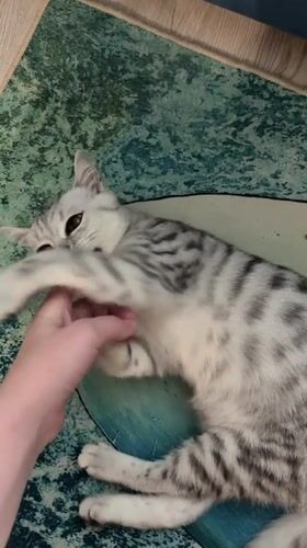 Playful silver tabby kitten, up close in Izhevsk