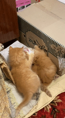 Orange kittens play and nap around boxes and toys