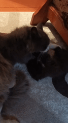 Cats and kittens observed in spring afternoon in Лосева, Belarus