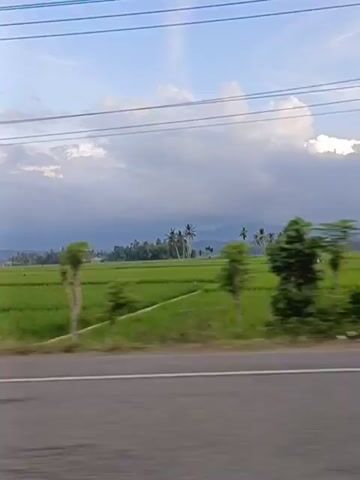The video shows a view from a moving vehicle looking out over a lush green rice paddy field under a partially cloudy sky. There are several distant trees, including palm trees, scattered across the landscape. In the foreground, a dark gray asphalt road with a white line is visible, suggesting the perspective is from a car or bus. Power lines are strung across the top of the frame. The overall scene depicts a rural landscape, likely in a tropical or subtropical region, with a sense of movement and passing scenery.