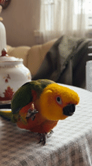 Family pet parrot enjoys morning routine in Khimki home