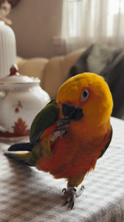 Family pet parrot enjoys morning routine in Khimki home