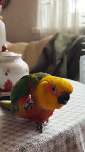 Family pet parrot enjoys morning routine in Khimki home