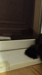 Domestic life captured: pets, baby, woman documented over hour