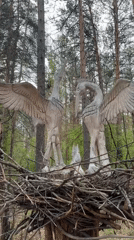 Wooden animal sculptures spotted in Sayansk forest park