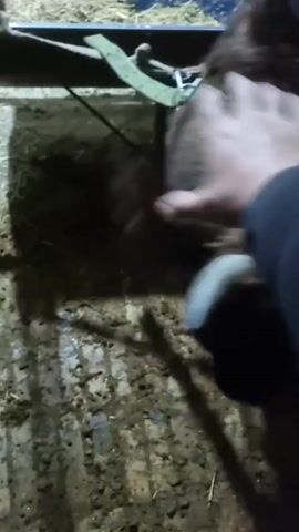 The video shows a dark and muddy environment, possibly a barn or stable, with two young cows or calves. One is predominantly black, and the other is brown. A person's hand is seen petting the black calf, then the two calves begin to playfully butt heads. In the background, there's a red feeding trough filled with hay. The lighting is dim, adding to the overall grainy and dimly lit appearance of the scene.