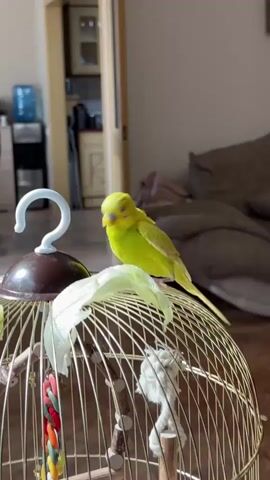 A bright yellow budgie is filmed on and around a golden birdcage. In the first frame, the bird is perched on top of the cage, facing away from the camera. In the following frames, the bird turns and begins to descend the side of the cage, clinging to the bars with its feet. The budgie’s head is tilted downwards and its eyes are visible. The bird then moves along the side of the cage, looking back towards the camera briefly. The background of the video shows a room interior with furniture and a doorway. There is a water dispenser visible on the right side of the frame.