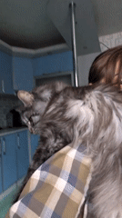 Person holds large grey cat on shoulder in Ukrainian kitchen