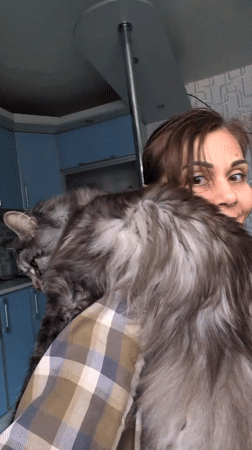 Person holds large grey cat on shoulder in Ukrainian kitchen