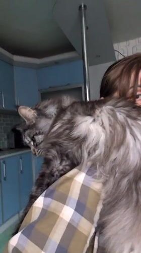 Person holds large grey cat on shoulder in Ukrainian kitchen