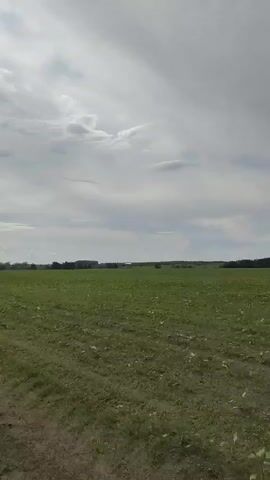The video shows a drone or camera flying low over a field of young plants. The field is green with some areas of bare soil. The plants appear to be young sunflowers, with large leaves. In the distance, there is a line of trees. The sky is cloudy, with some patches of blue sky visible. The camera is moving forward, and the scene is slightly blurry due to movement. The video appears to be taken on a cloudy day.
