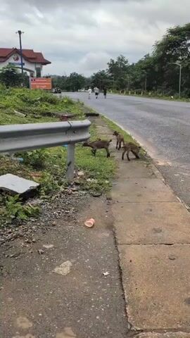 Four goats are standing on a sidewalk next to a road. The goats are brown and appear to be young. One goat is facing the camera, while the other three are facing away from the camera. The goats are in a grassy area, and there is a blue plastic bag on the ground near one of the goats. There is a white guardrail to the left of the goats. In the background, there are several cars parked in a lot. There are also some people walking on the road in the background. A building with a red roof is visible behind the parked cars. The sky is cloudy.
