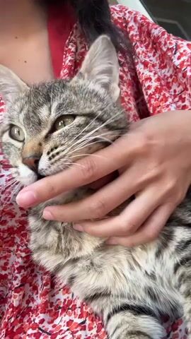 A person wearing a red and white floral patterned garment is holding a tabby cat, petting its face and head with their hands. The cat's eyes are visible, and it appears relaxed. The background is not visible.