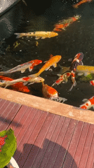 Koi pond, caged birds, and garden life at a Margorejo home