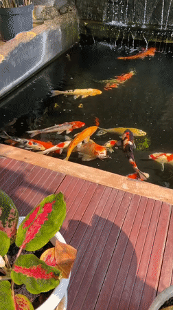 Koi pond, caged birds, and garden life at a Margorejo home