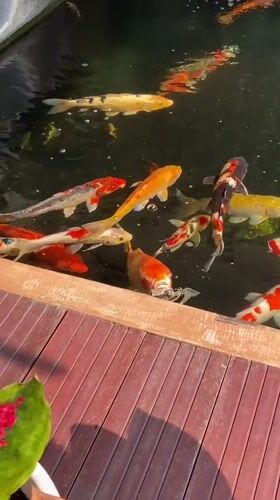 Koi pond, caged birds, and garden life at a Margorejo home