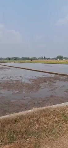 A video pans across a flooded rice paddy field under a clear sky. The field is divided into sections by raised earth berms. In the distance, a few scattered trees and buildings are visible. The foreground consists of dry grass and a concrete edge. The water in the paddy is murky and shows signs of recent plowing or disturbance.
