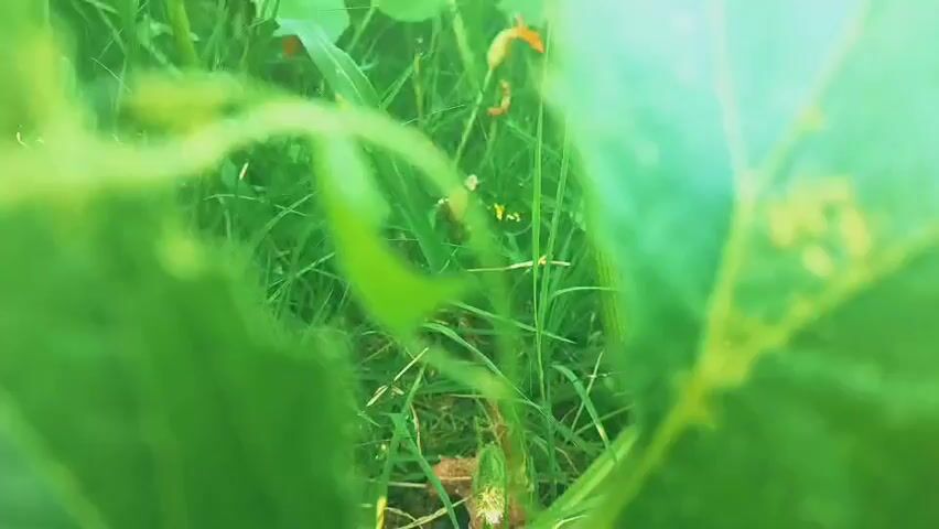 The video captures a close-up, out-of-focus view of green foliage and grass. The foreground is dominated by blurred green leaves, creating a tunnel-like effect. Through this leafy barrier, a patch of grass is visible, with some hints of brown soil or dried leaves at the base. In the background, there are glimpses of what appear to be small yellow or orange objects, possibly flowers or insects, also out of focus. The overall impression is one of a natural, outdoor environment, with the camera positioned low within dense vegetation. The lighting suggests daylight, with a bright, slightly overexposed area towards the top right corner. There are no people or discernible actions taking place.