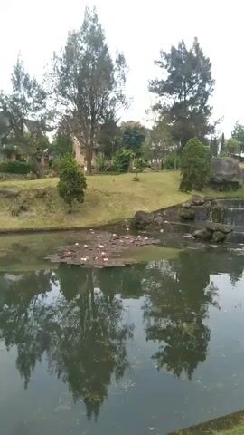 Here is a detailed description of the video:

The video presents a picturesque landscape of a park-like area, featuring a serene pond. The water surface of the pond is largely still, reflecting the surrounding trees and sky with clarity, though some parts are slightly disturbed. On the pond surface, there are clusters of floating pink water lilies scattered around.

Behind the pond, the landscape rises into a gentle slope covered with green grass. Atop this slope is a series of man-made stone steps that create small waterfalls cascading down into the pond. Large boulders are situated among the steps, adding to the natural aesthetic.

Various trees are interspersed across the scene, with taller trees bordering the landscape. The sky above is overcast, casting a soft, diffused light over the scene. Additionally, part of the scene is framed by the leaves and branches of a tree, creating a natural border on the upper and right edges.