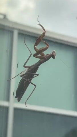 This is a close-up, vertical video of a praying mantis on a glass surface. The mantis is positioned diagonally, with its head to the right and its body extending to the left. It is a brownish-green color, with prominent spiny forelegs that are raised in a characteristic predatory stance. The mantis's compound eyes are visible, and it has long antennae.

The background is out of focus, but appears to be a window with vertical and horizontal mullions, suggesting an indoor setting looking outdoors. The lighting is diffused, indicating it might be daytime, possibly overcast, as there are no harsh shadows. There is some debris or smudges on the glass in front of the mantis.

The mantis is not actively moving during the short clip; it appears to be stationary, possibly waiting for prey or resting. The focus is solely on the insect, highlighting its intricate anatomy and predatory posture. The location context of Erba, Italy, is provided, but there are no explicit visual cues within the video that confirm this specific location. No text is visible in the media.