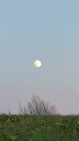 The video shows a full, yellow moon in a light blue sky. Below the moon is a bush with bare branches in front of a green grassy hill. The camera remains still throughout the video.