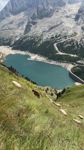 A herd of sheep is grazing on a steep, grassy mountainside. In the background, a large, turquoise lake is visible, bordered by a concrete dam. Beyond the lake, rugged, gray mountains rise sharply, with some snow or ice on their peaks. The sky is partly cloudy. The sheep are scattered across the slope, with one dark-colored sheep standing out among the mostly white ones. The grass is tall and green in the foreground.