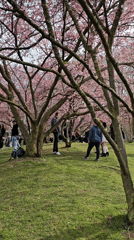 Cherry blossom crowds gather at Munich's Olympiapark Saturday afternoon