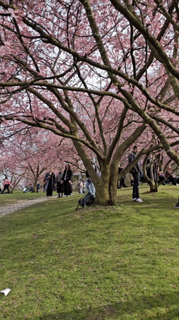 Cherry blossom crowds gather at Munich's Olympiapark Saturday afternoon