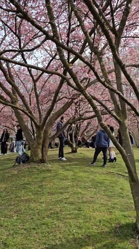 Cherry blossom crowds gather at Munich's Olympiapark Saturday afternoon
