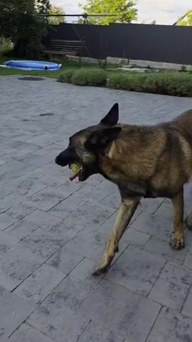 A Belgian Malinois dog is running in a courtyard. The dog is tan with black markings on its face and ears. It has a ball in its mouth. The dog is running towards a person who is standing in the distance. The courtyard is paved with gray stone. There is a house in the background. The house is light-colored with a dark roof. There are trees and bushes in the background. The sky is cloudy.